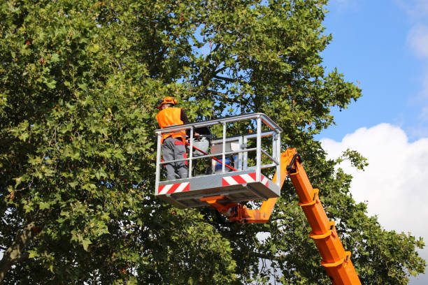 Best Organic Lawn Care Solutions  in Presidential Lakes Estates, NJ