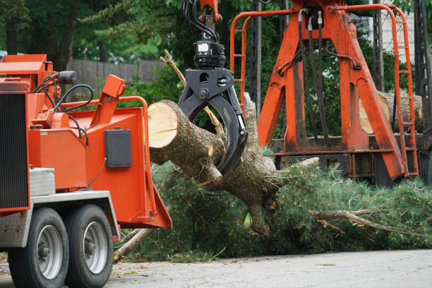 Best Tree Health Inspection  in Presidential Lakes Estates, NJ