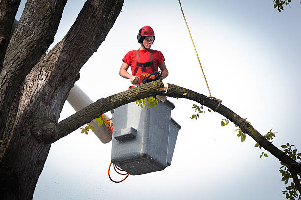 How Our Tree Care Process Works  in  Presidential Lakes Estates, NJ