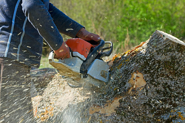 Best Storm Damage Tree Cleanup  in Presidential Lakes Estates, NJ